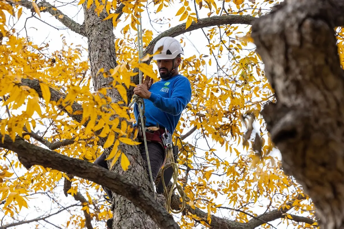 Skilled Tree Planting crew working in Montpelier